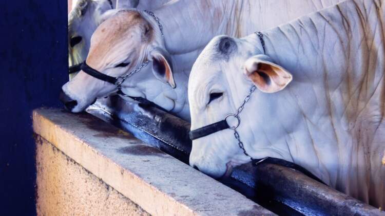 Prazo para atualizar rebanhos na Bahia termina nesta sexta-feira (17/01)